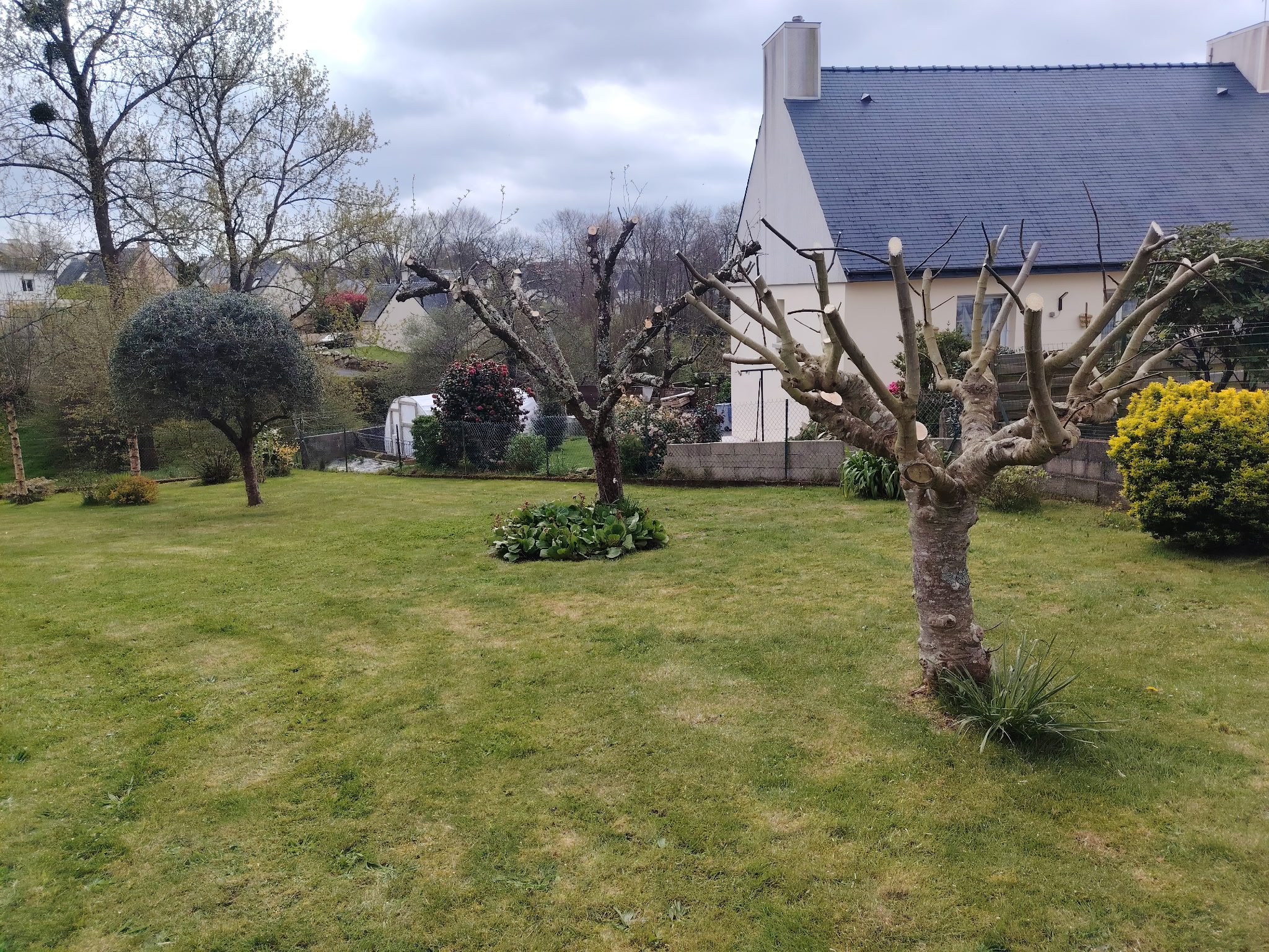 Entretien paysager et arbre taillé