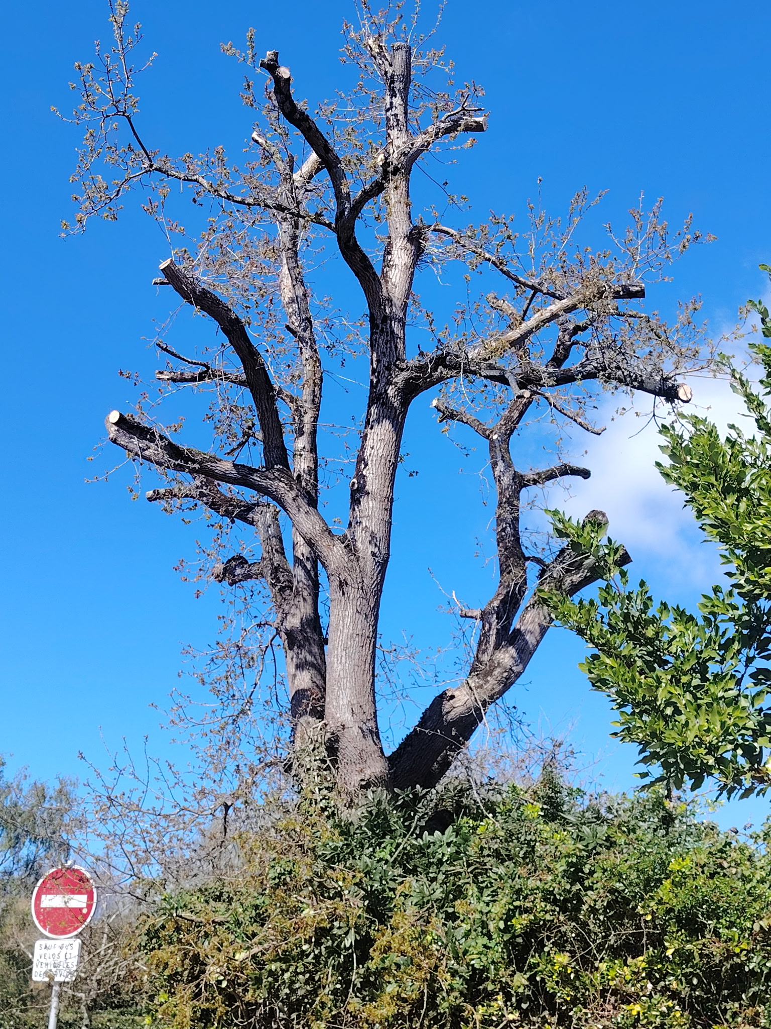 Abattage et taille d’un arbre